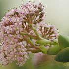 Crassula_rupestris