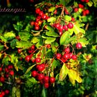 Crataegus