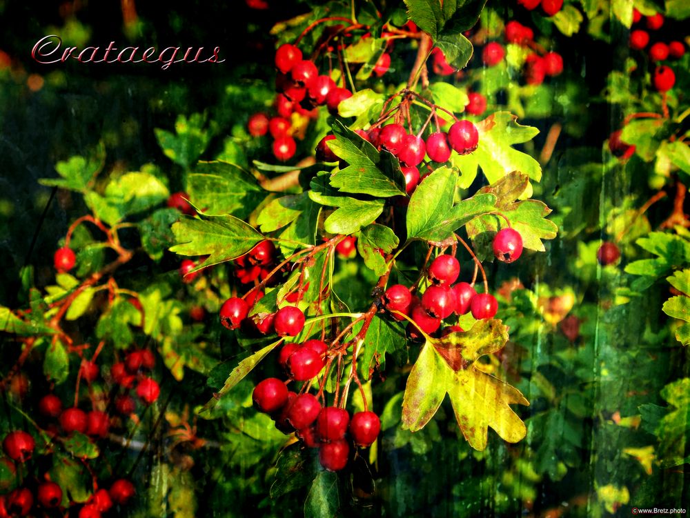 Crataegus