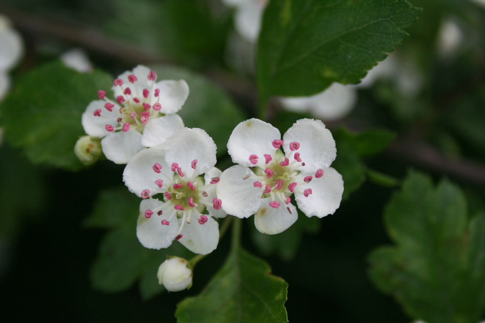 Crataegus