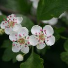 Crataegus