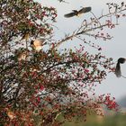 Crataegus belebt