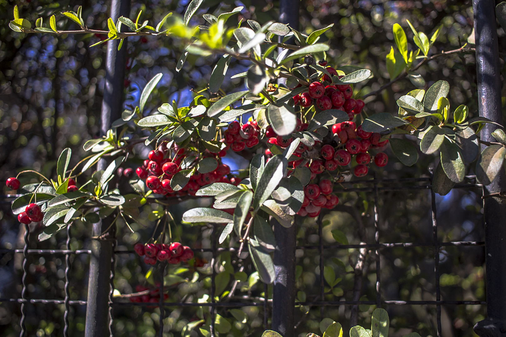 Crataegus