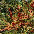 Crataegus