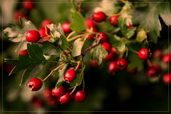 crataegus laevigata