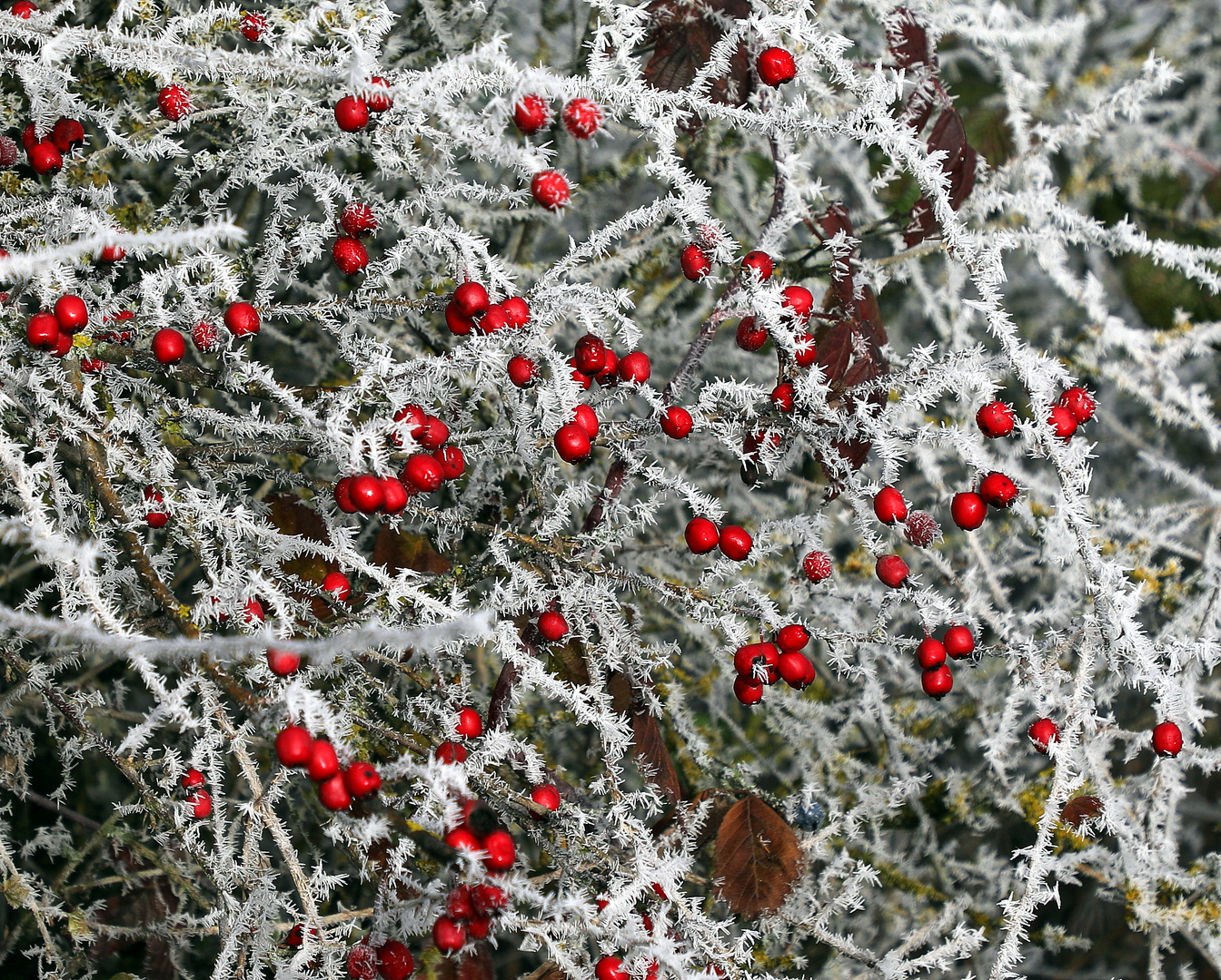 Crataegus laevigata