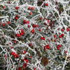 Crataegus laevigata