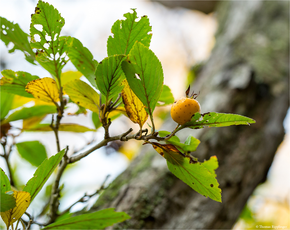 Crataegus punctata f. aurea (Gelber Gepunkteter Weißdorn)