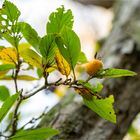 Crataegus punctata f. aurea (Gelber Gepunkteter Weißdorn)