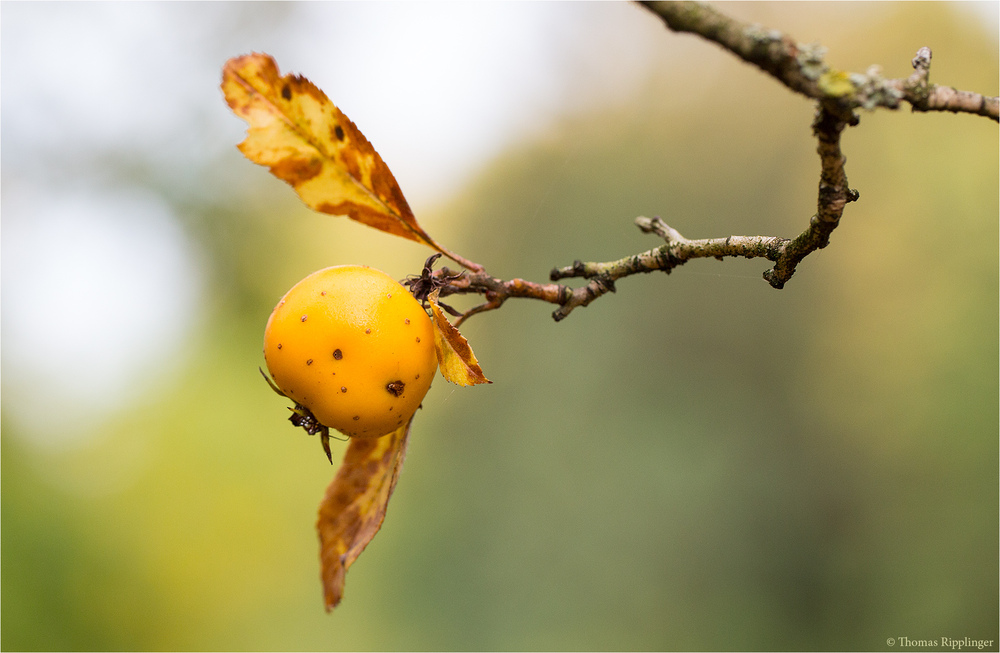 Crataegus punctata f. aurea (Gelber Gepunkteter Weißdorn)..