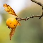 Crataegus punctata f. aurea (Gelber Gepunkteter Weißdorn)..