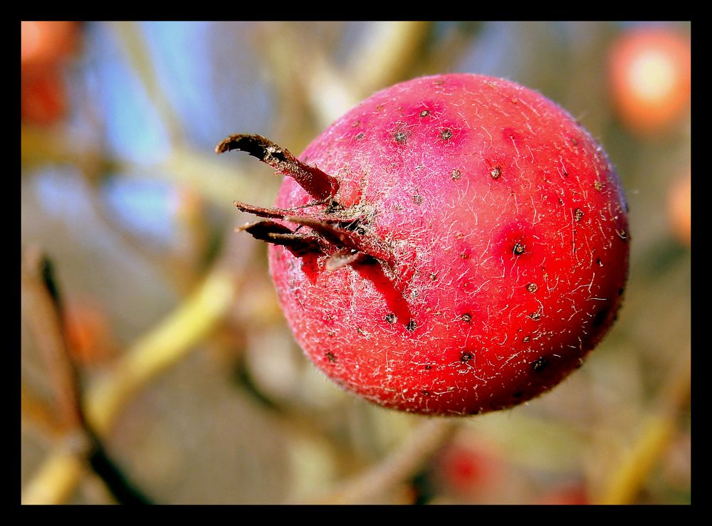 Crataegusfrucht  Weißdorn