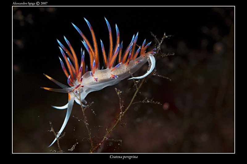 Cratena peregrina