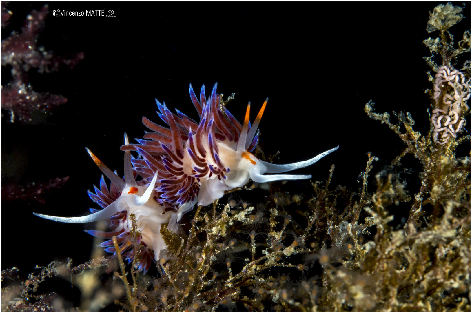 Cratena peregrina