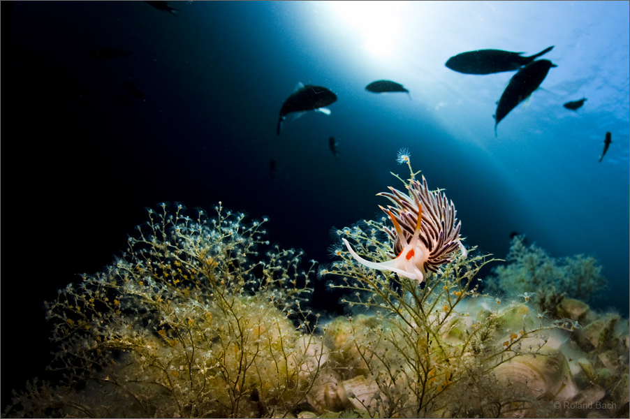 " Cratena peregrina "