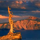 Crater Lake Sage 