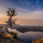 Crater Lake Tree