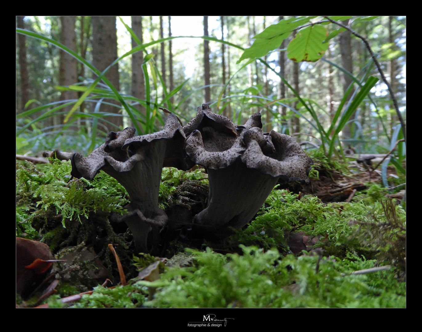 Craterellus cornucopioides