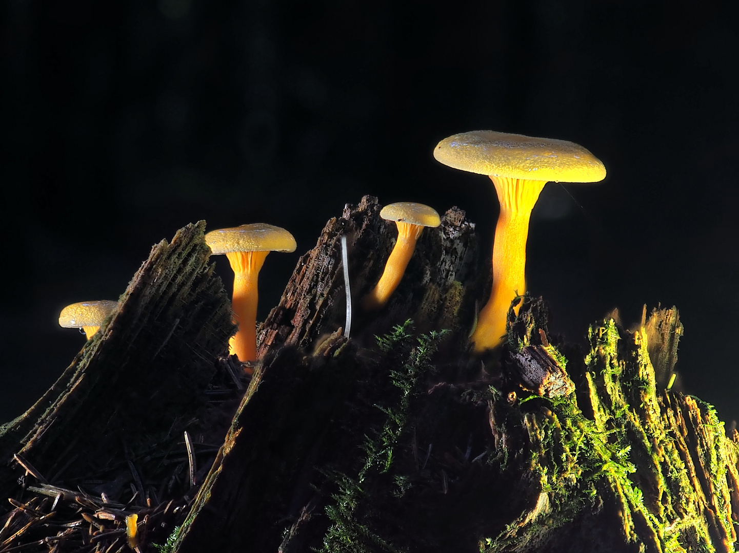 Craterellus tubaeformis