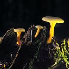 Craterellus tubaeformis