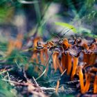 Craterellus Tubaeformis (Trompetenpfifferling)