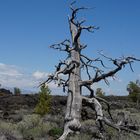 Craters of the moon