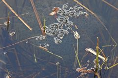 Cratzenbach: Hochzeitstage im Alten Weiher 05