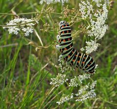 Cratzenbach: Raupe vom Schwalbenschwanz 01