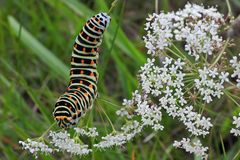 Cratzenbach: Raupe vom Schwalbenschwanz 02