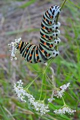 Cratzenbach: Raupe vom Schwalbenschwanz 03