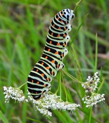 Cratzenbach: Raupe vom Schwalbenschwanz 05