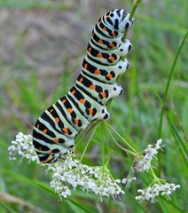 Cratzenbach: Raupe vom Schwalbenschwanz 06