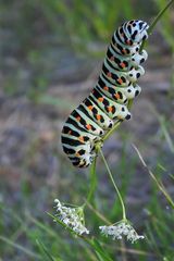 Cratzenbach: Raupe vom Schwalbenschwanz 07