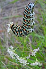 Cratzenbach: Raupe vom Schwalbenschwanz 08