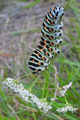 Cratzenbach: Raupe vom Schwalbenschwanz 09