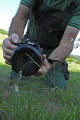 Cratzenbach: Raupe vom Schwalbenschwanz 10