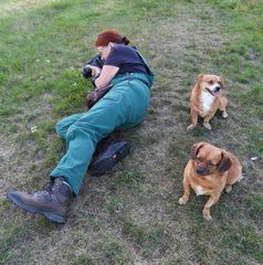 Cratzenbach: Raupe vom Schwalbenschwanz 13