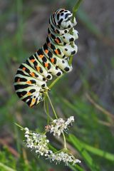 Cratzenbach: Raupe vom Schwalbenschwanz 14