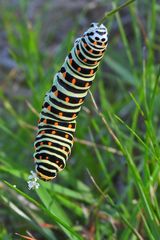 Cratzenbach: Raupe vom Schwalbenschwanz 16