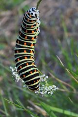 Cratzenbach: Raupe vom Schwalbenschwanz 18