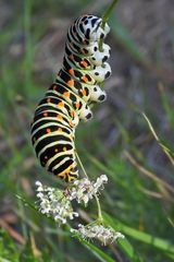 Cratzenbach: Raupe vom Schwalbenschwanz 19