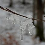 Cratzenbacher Wald – Diamanten 01