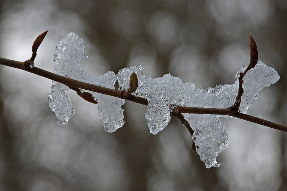 Cratzenbacher Wald – Diamanten 03