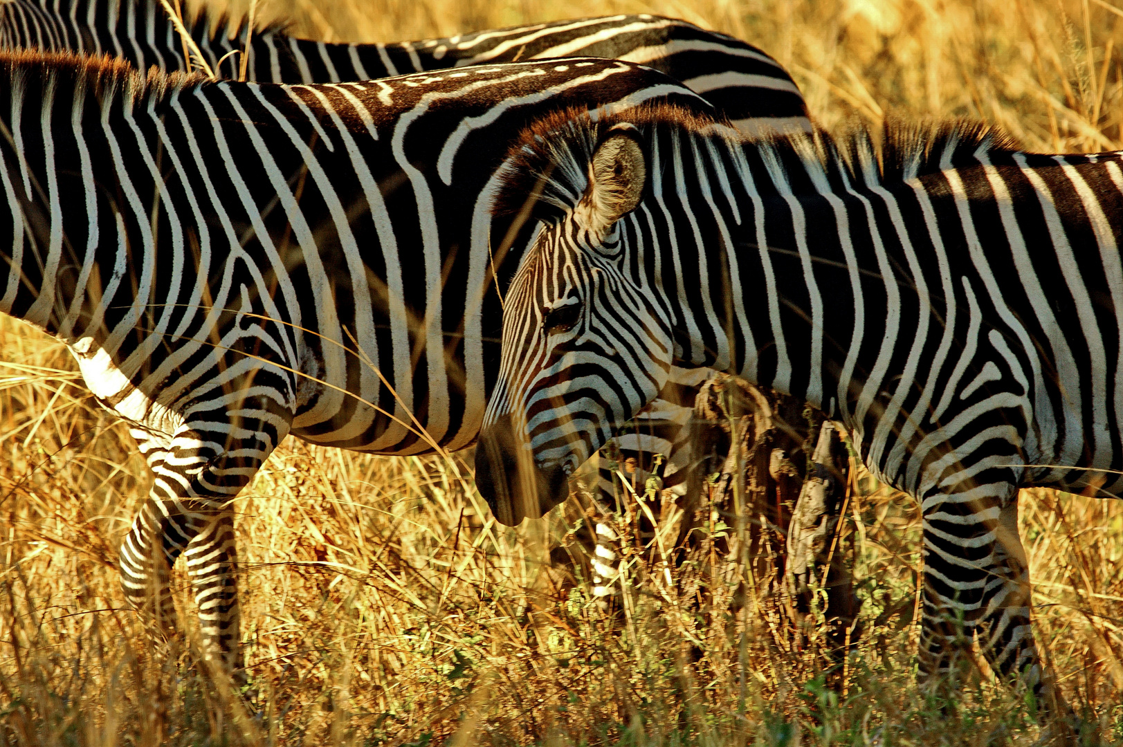 Crawshay-Zebra