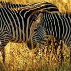 Crawshay-Zebra