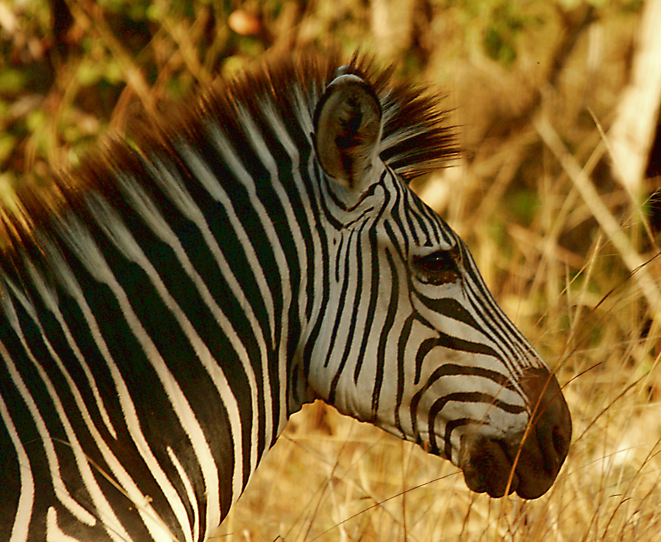 Crawshay´s Zebra-2