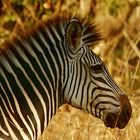 Crawshay´s Zebra-2