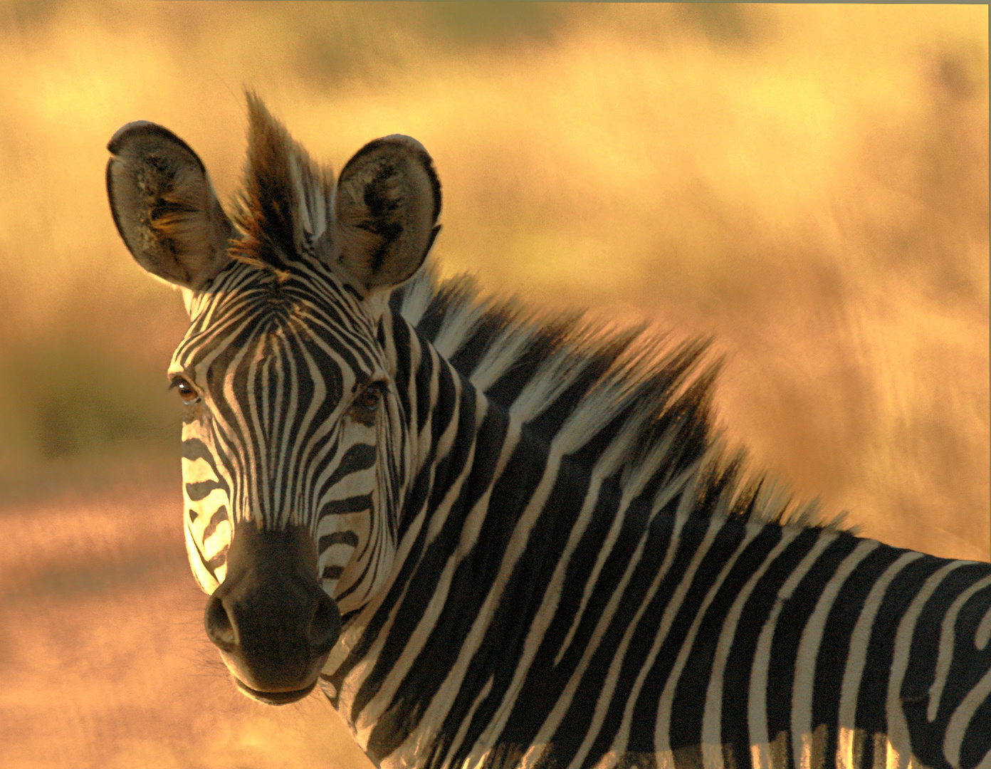 Crawshay´s Zebra