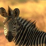 Crawshay´s Zebra