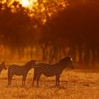 Crawshay's Zebras